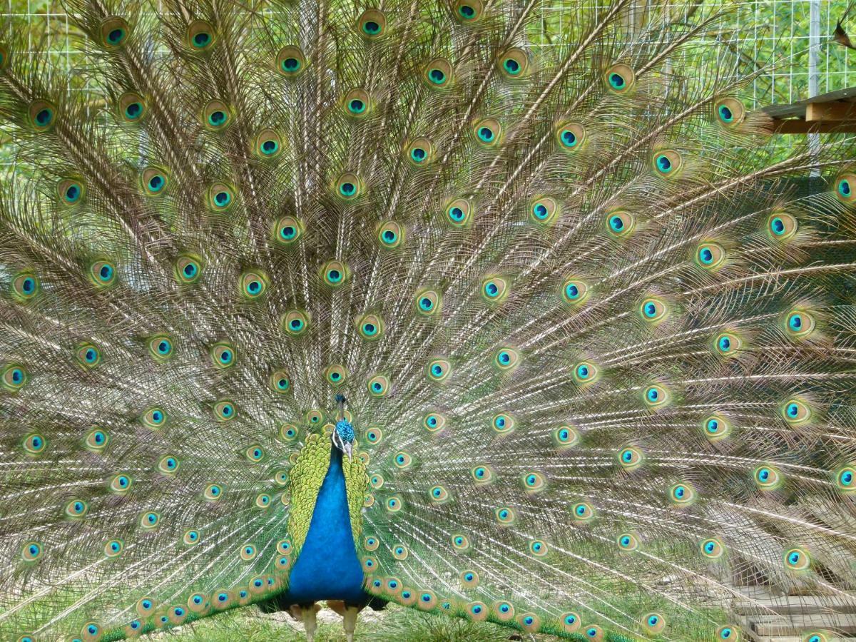 B&B La Poiana Canavaccio di Urbino Екстер'єр фото